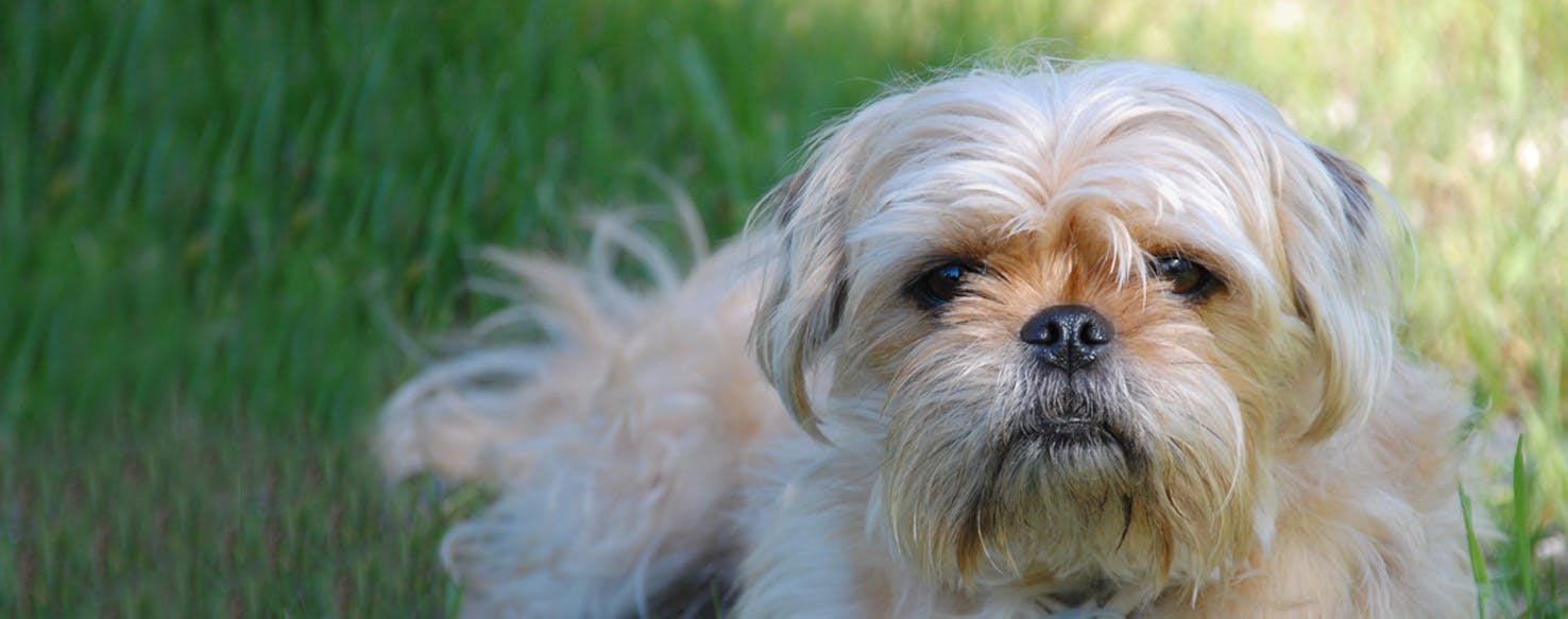 Yorkie and sale pug mix